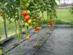 Pomidorai polikarbonato šiltnamyje, agrotekstilė, laistymo sistema (2012)